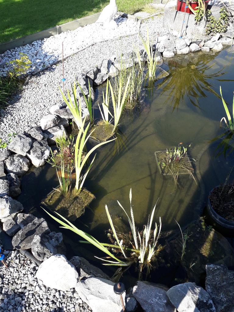 plantes étang, Enlèvement, Comme neuf