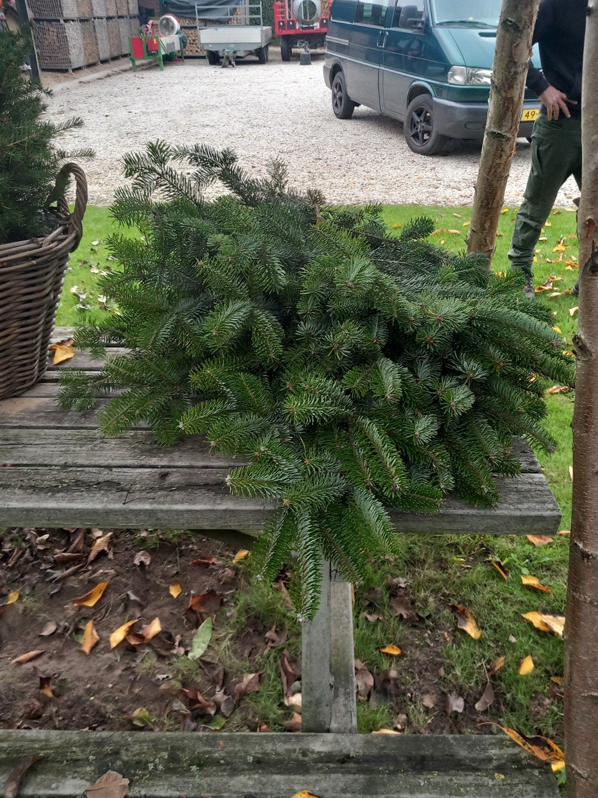 prachtig kerstgroen en kerstbomen te koop op_op, Ophalen of Verzenden
