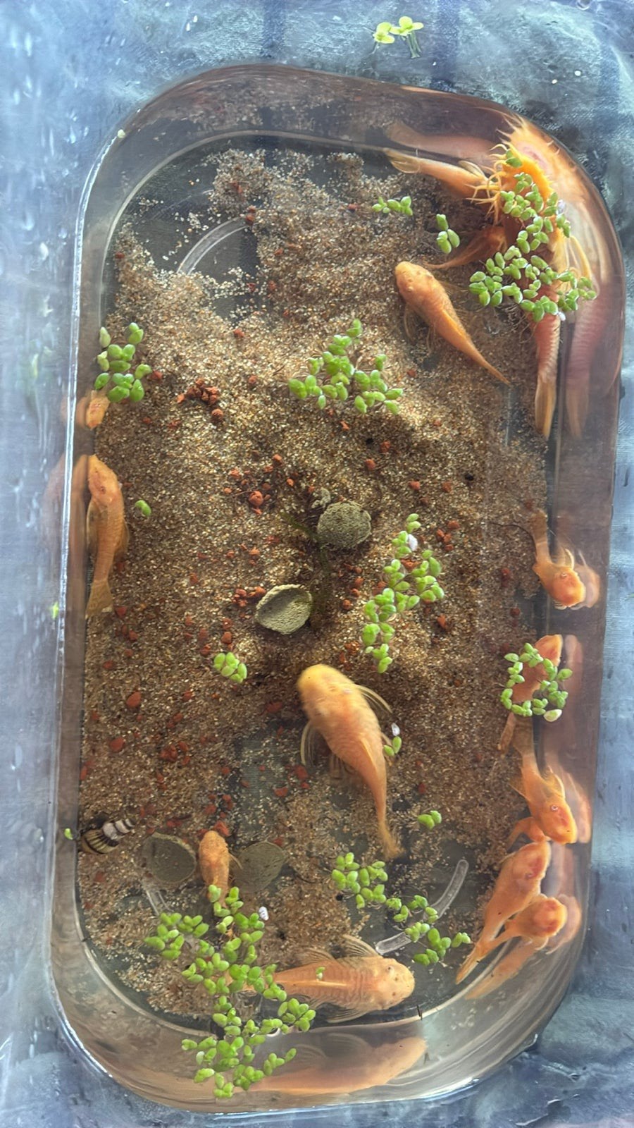Ancistrus te koop, Dieren en Toebehoren, Vissen | Aquariumvissen