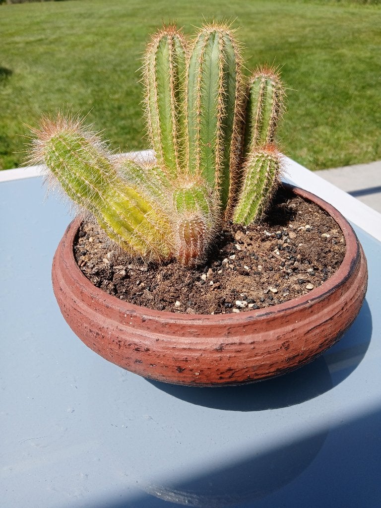 plante cactus dans vase terre cuite tripode, Maison & Meubles, Plantes d'intérieur, Enlèvement, Cactus, En pot, Plein soleil