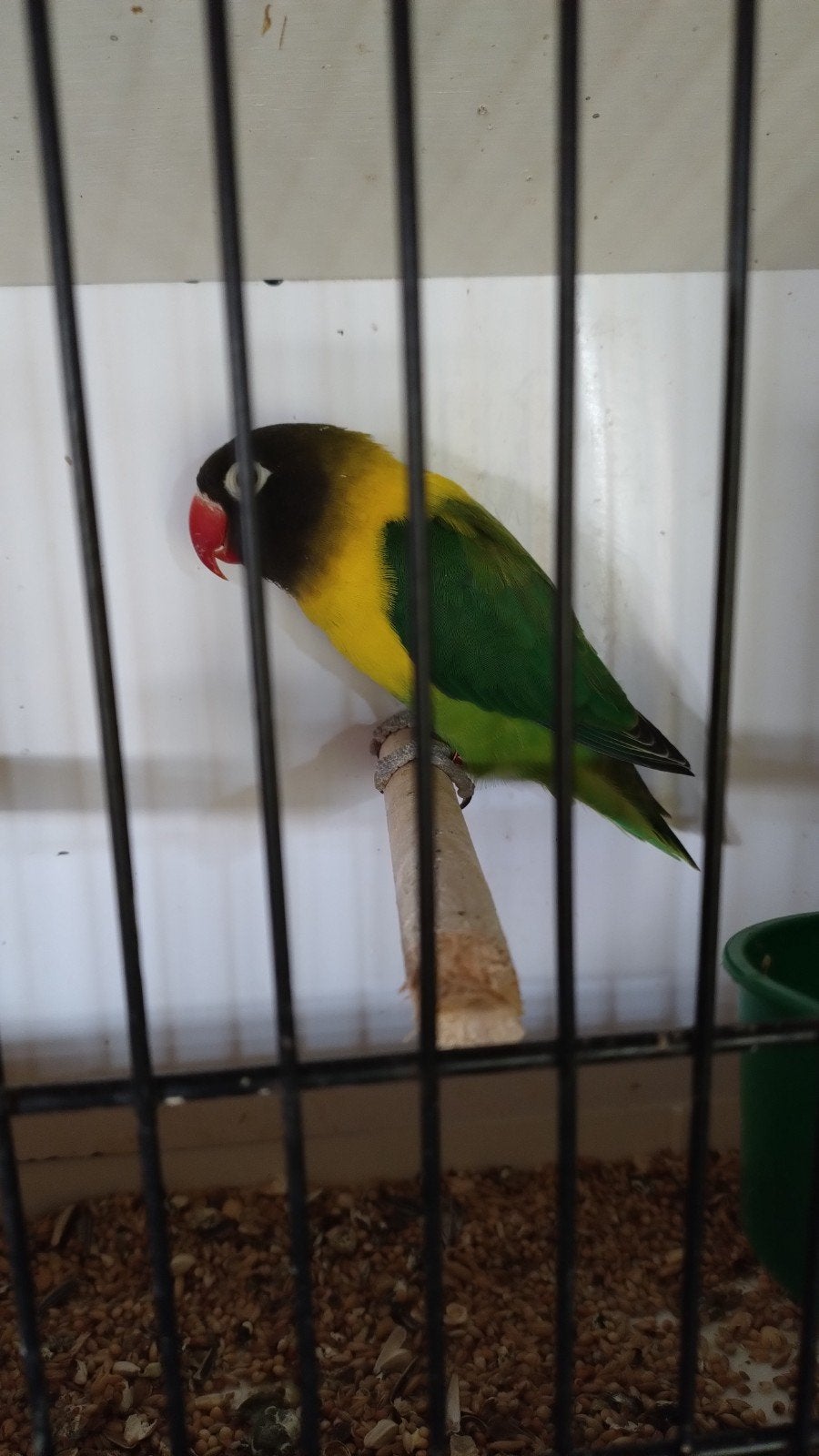 agapornis