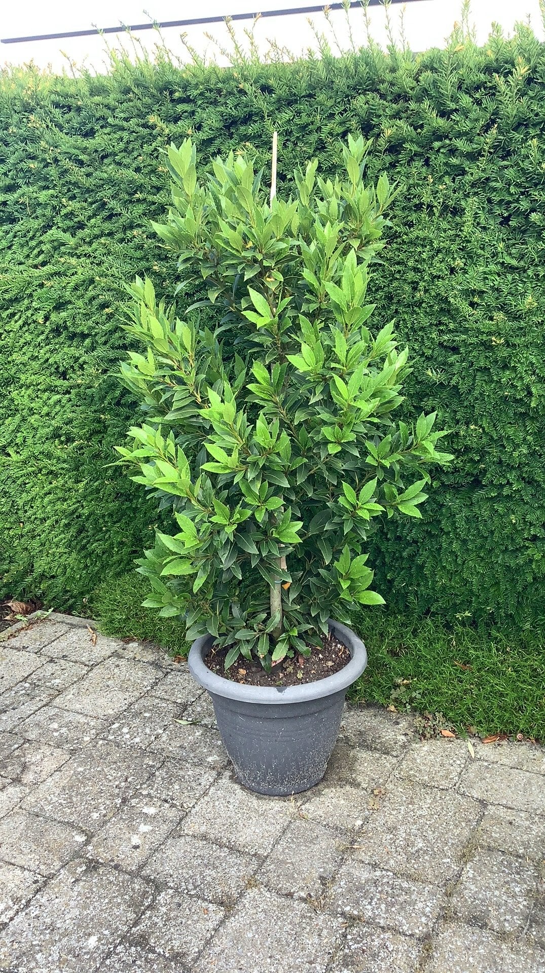 Laurier boom, Jardin & Terrasse, Plantes | Arbustes & Haies, Enlèvement, Laurier, Arbuste