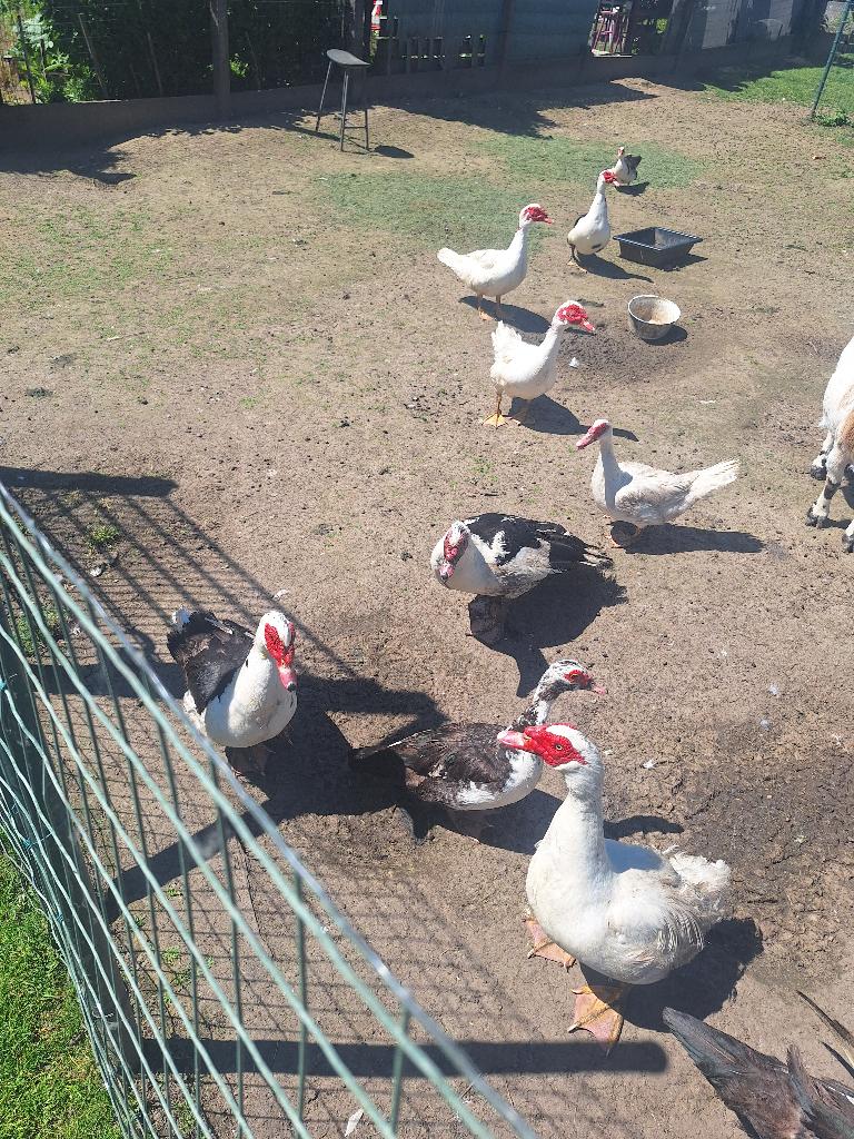 Barberie, Dieren en Toebehoren, Pluimvee, Meerdere dieren, Eend