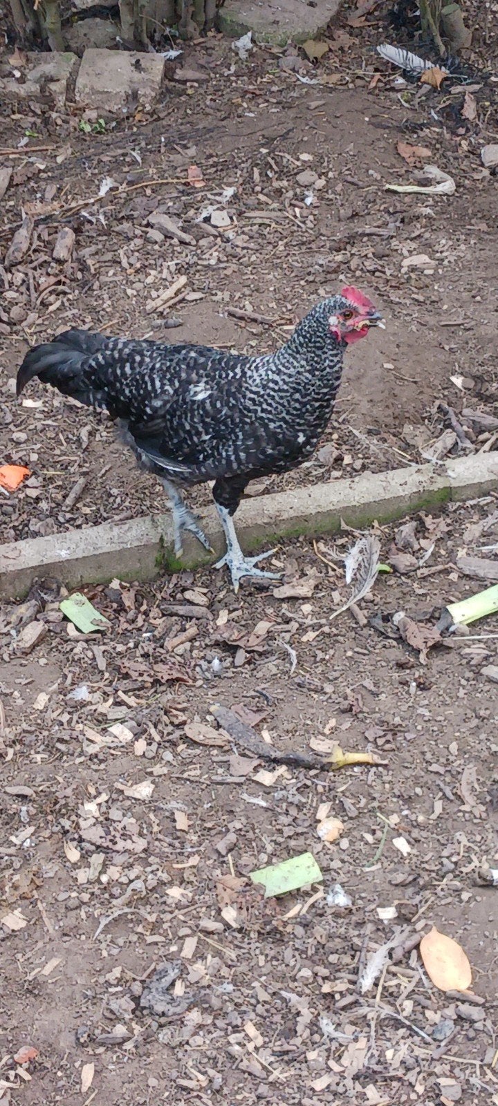 Haantje, Dieren en Toebehoren