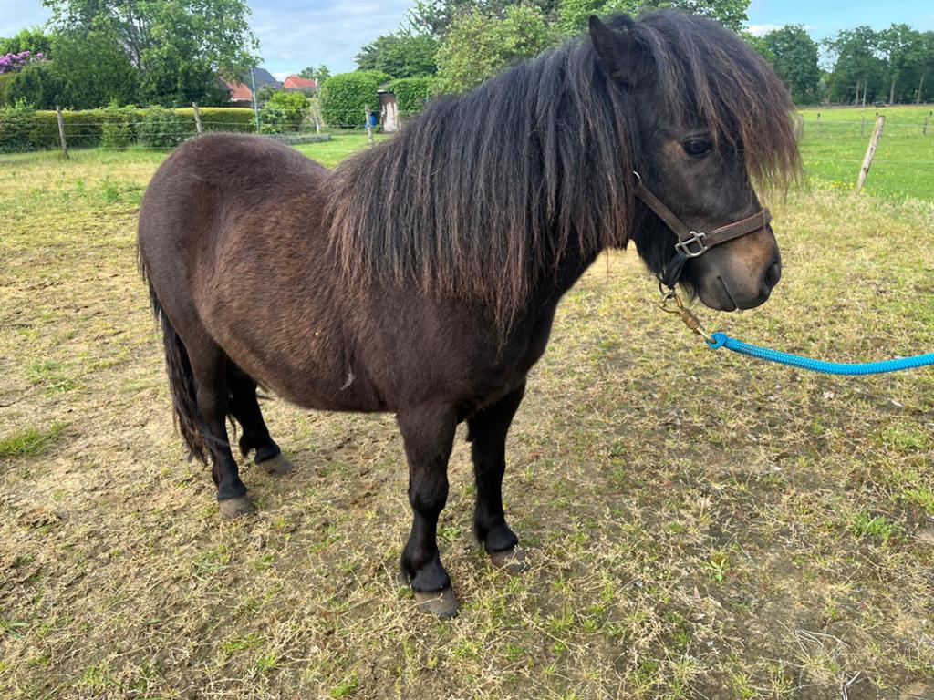 Shetlander jaarling merrie, Dieren en Toebehoren