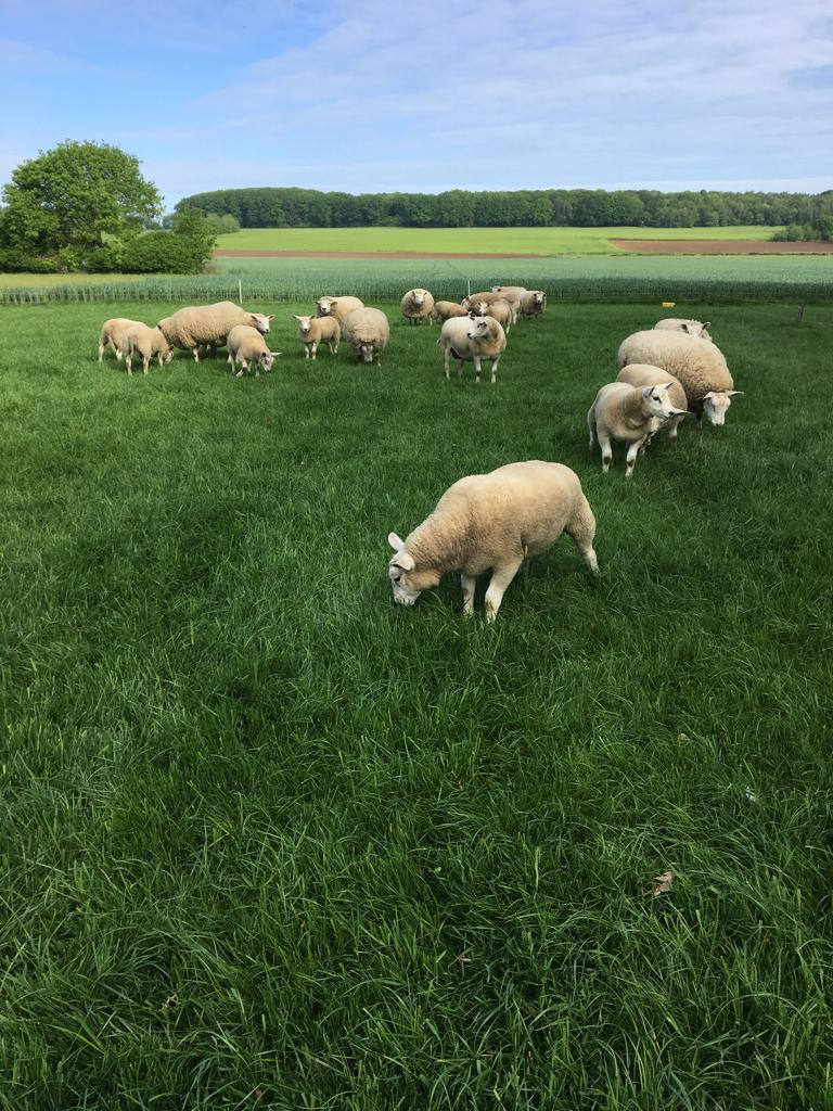 SCHAPEN TE KOOP, Dieren en Toebehoren, Schapen, Geiten en Varkens, Vrouwelijk, Schaap, 0 tot 2 jaar