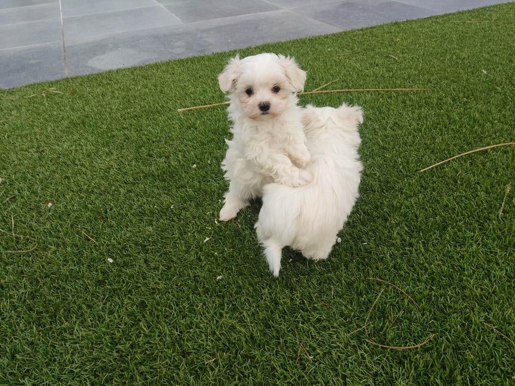 Maltezer pups, Belgique, Bichon maltais, 8 à 15 semaines, Plusieurs