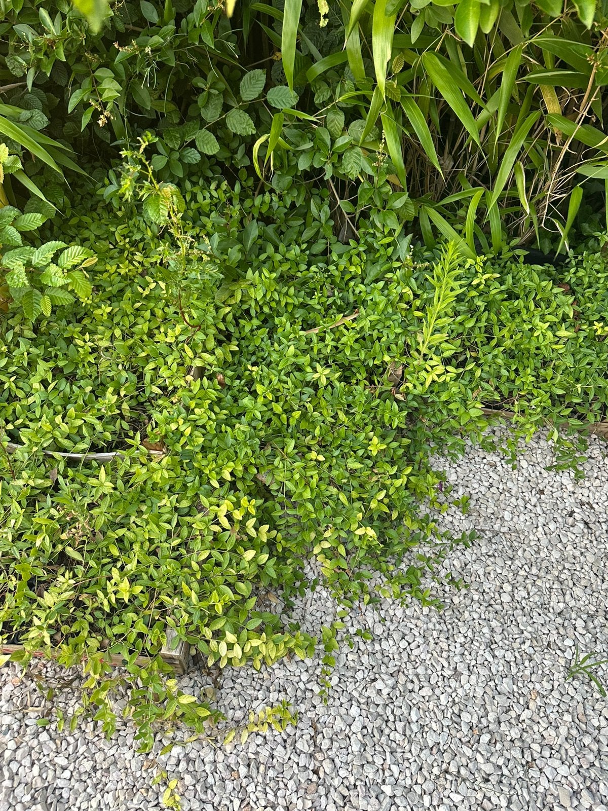 125 st vinca minor atropurpuea, p9 potje. Grote plantjes., Tuin en Terras, Ophalen, Vaste plant, Bodembedekkers
