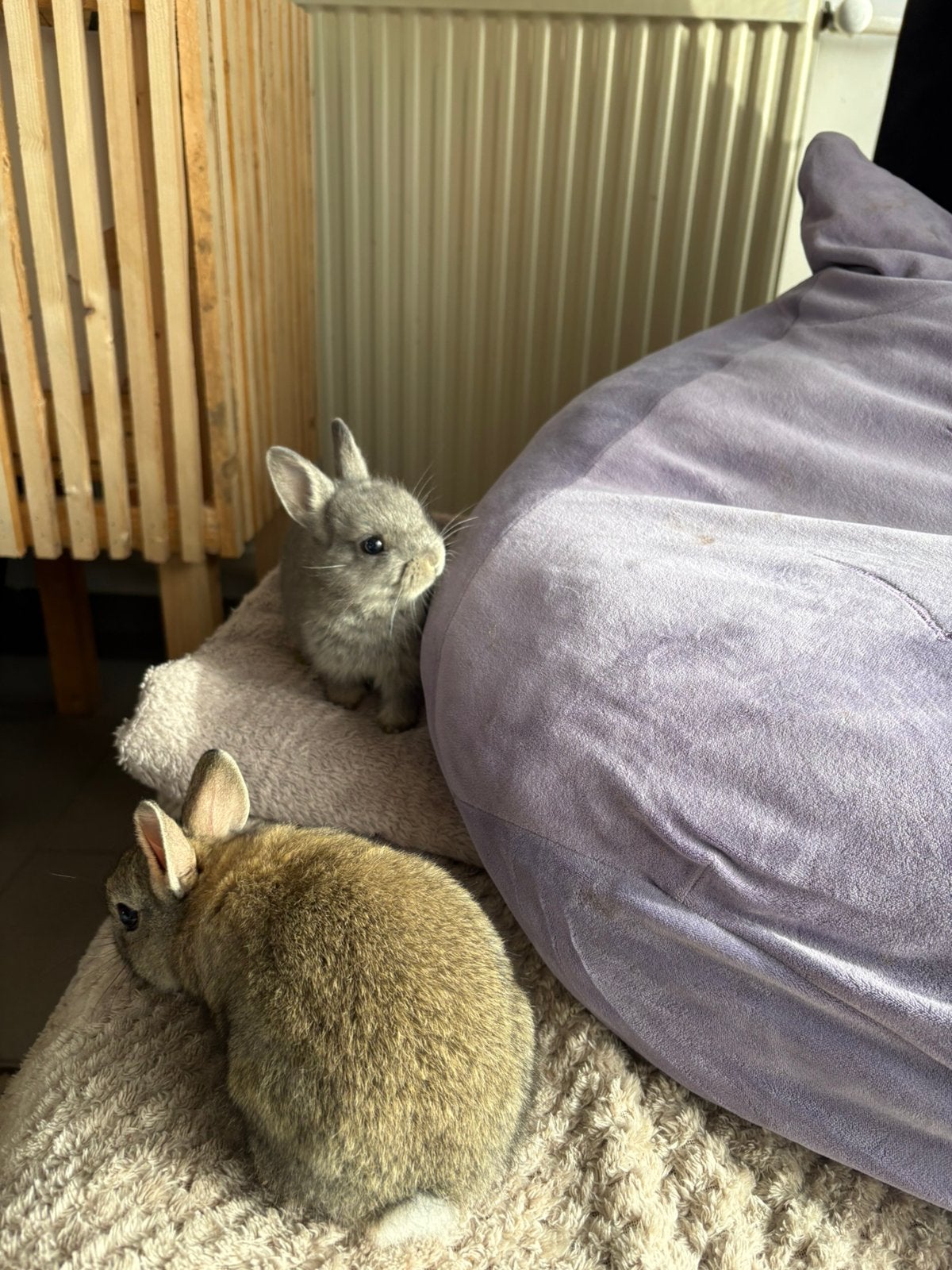 Lieve en gezonde Dwergkonijntjes te koop, Dieren en Toebehoren, Geslacht onbekend, Dwerg