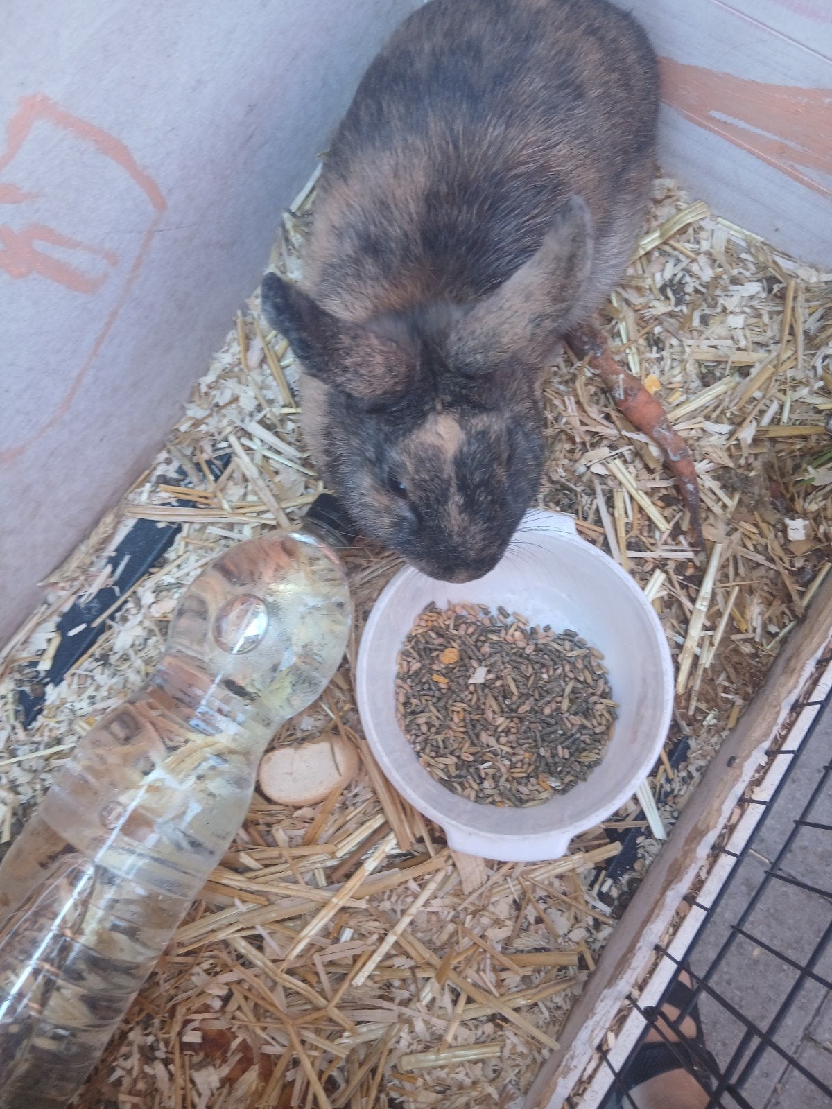 Tam konijn met kot, Dieren en Toebehoren