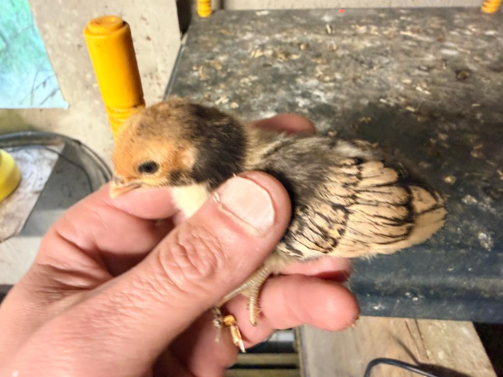 Sebright, Dieren en Toebehoren, Pluimvee
