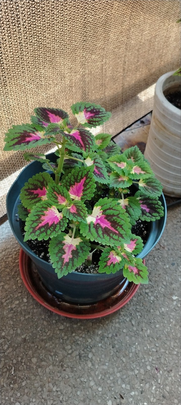 Planten - stekken _ jonge Coleus in potten., Ophalen of Verzenden, Halfschaduw