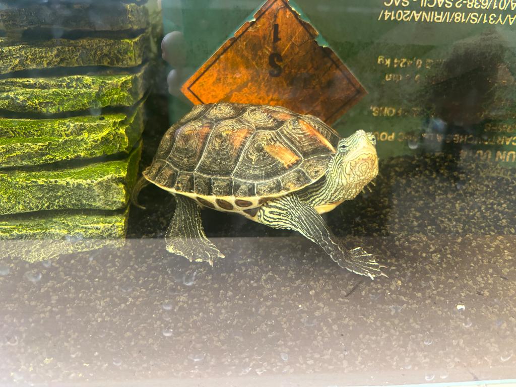 Chinese streepschildpad, Tortue