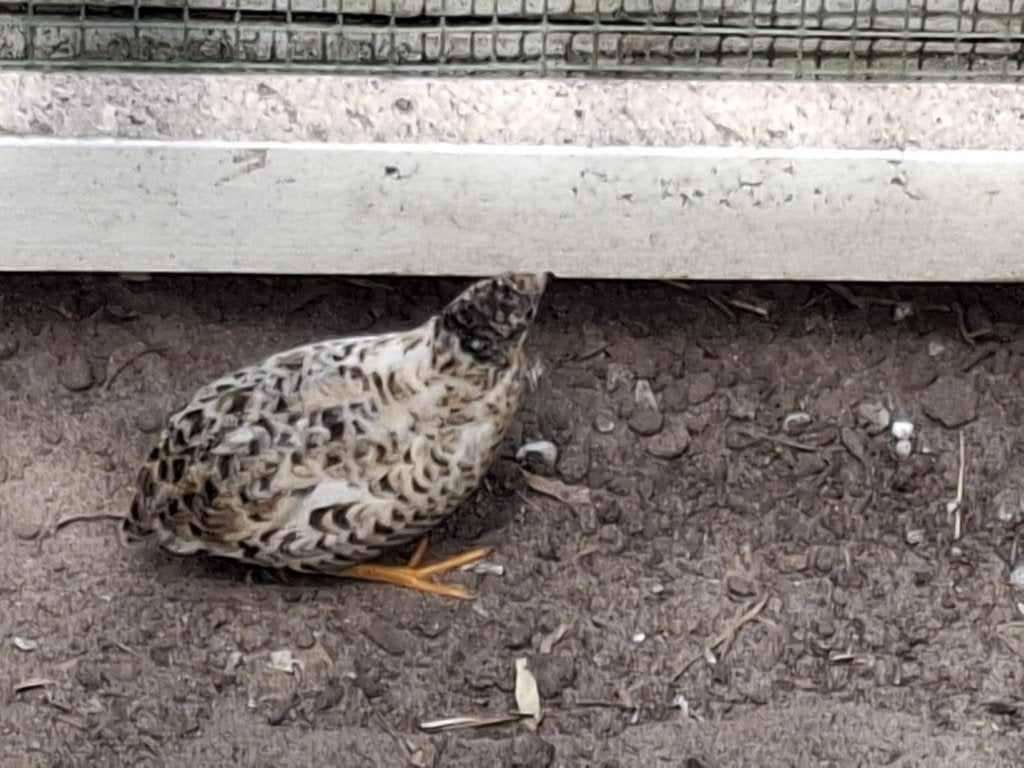 Koppel chinese dwergkwartels, Meerdere dieren, Overige soorten