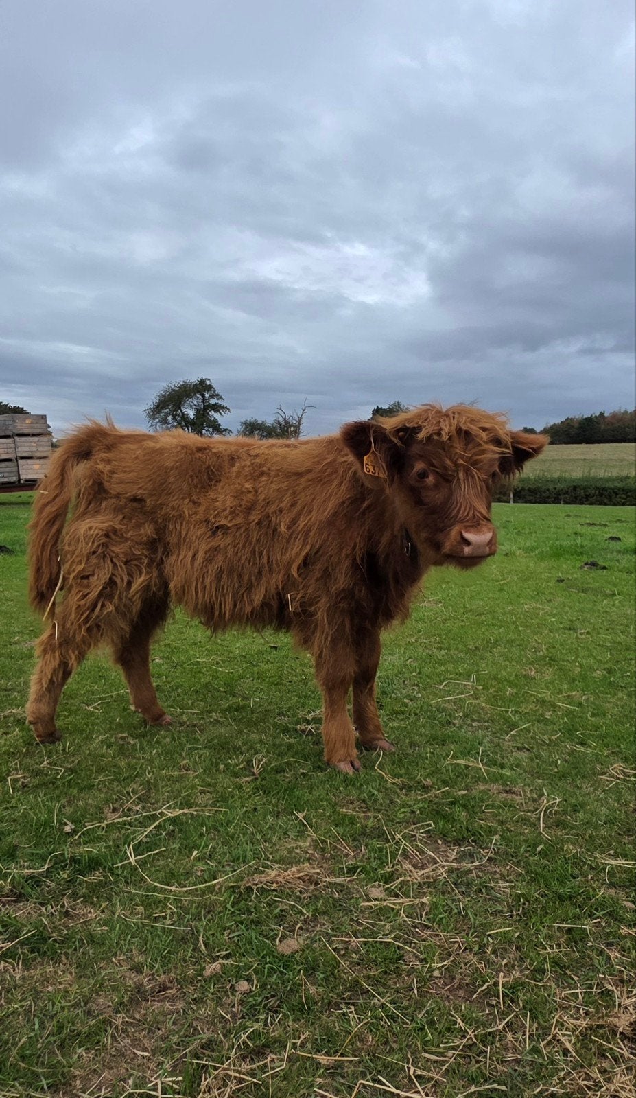 Schotse hooglander, Animaux & Accessoires, Mâle, 0 à 2 ans
