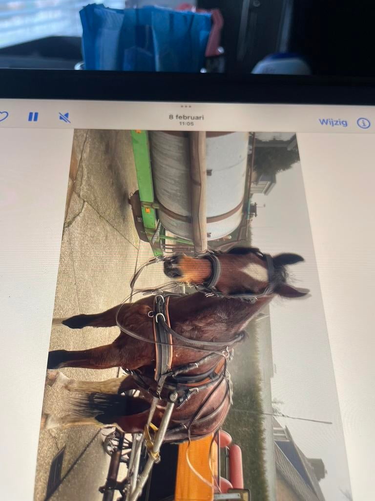 tuig/.menpaard.   Origineel schippers tuig.mini pony, Dieren en Toebehoren, Paarden, Merrie