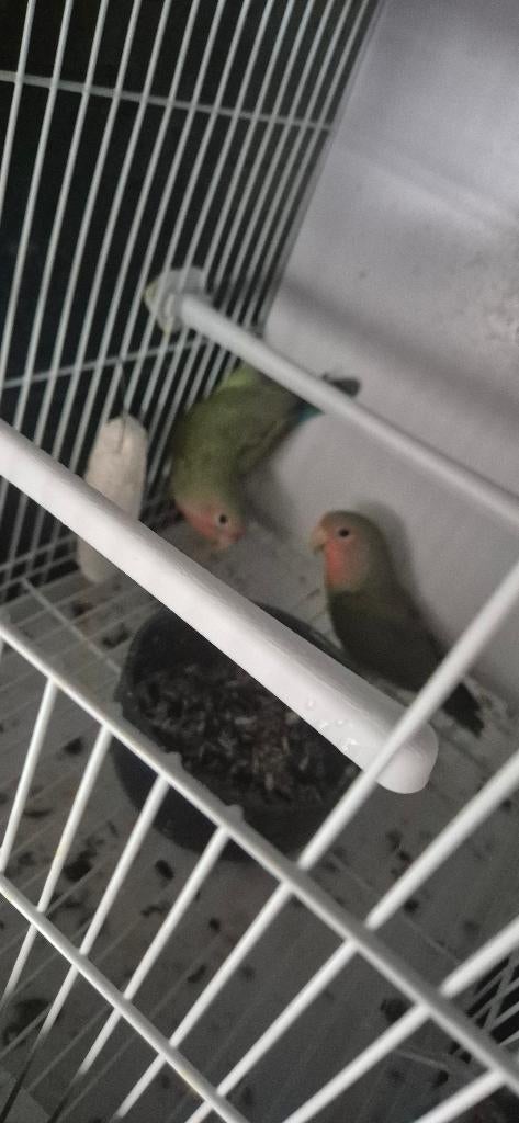 Agaponis roseicollies, Dieren en Toebehoren, Geslacht onbekend, Papegaai, Tam