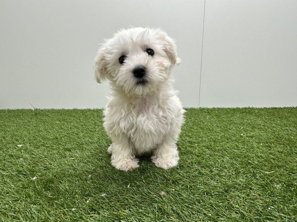 Nid maltais, Animaux & Accessoires, Chiens | Chihuahuas & Chiens de compagnie, 15 semaines à 1 an, Maladie de Carré (chiens), Bichon maltais
