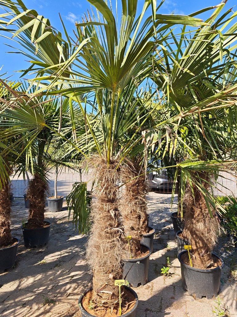 Trachycarpus Fortunei palmboom, Tuin en Terras, Planten | Bomen, Ophalen, Palmboom