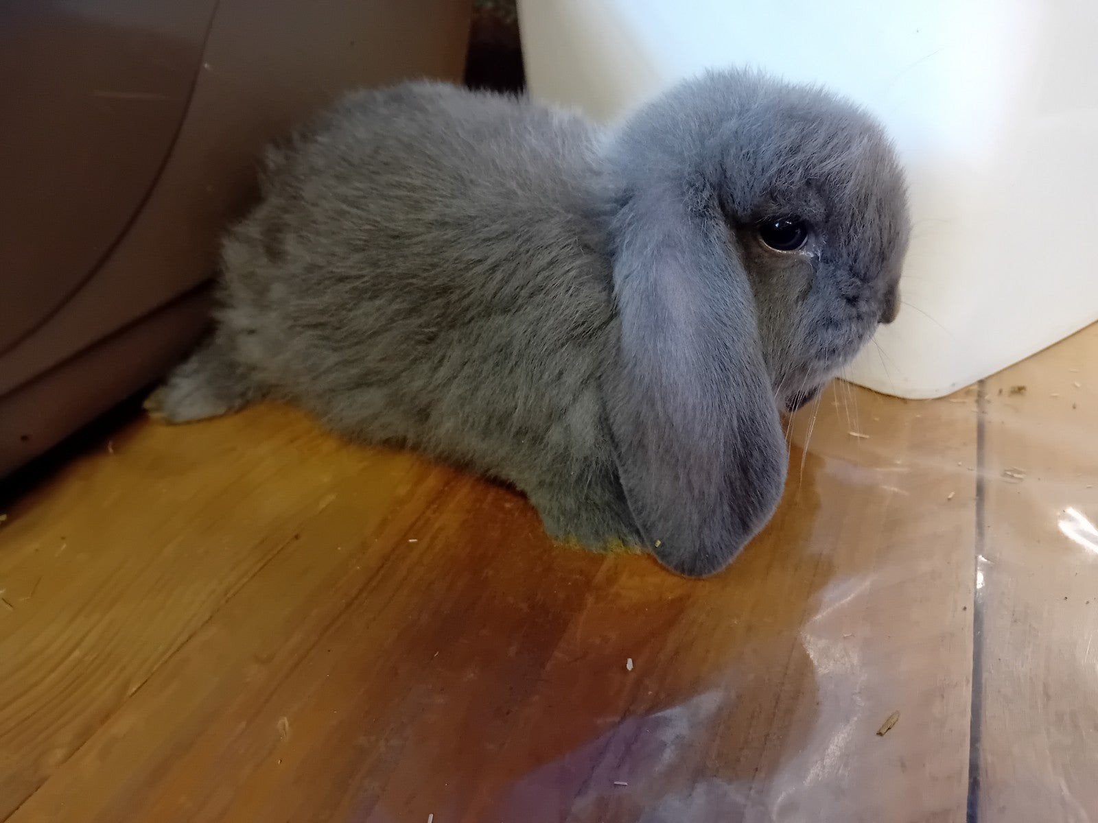 Blauw grijs frans hangoortje, Vrouwelijk, Groot, Hangoor, 0 tot 2 jaar