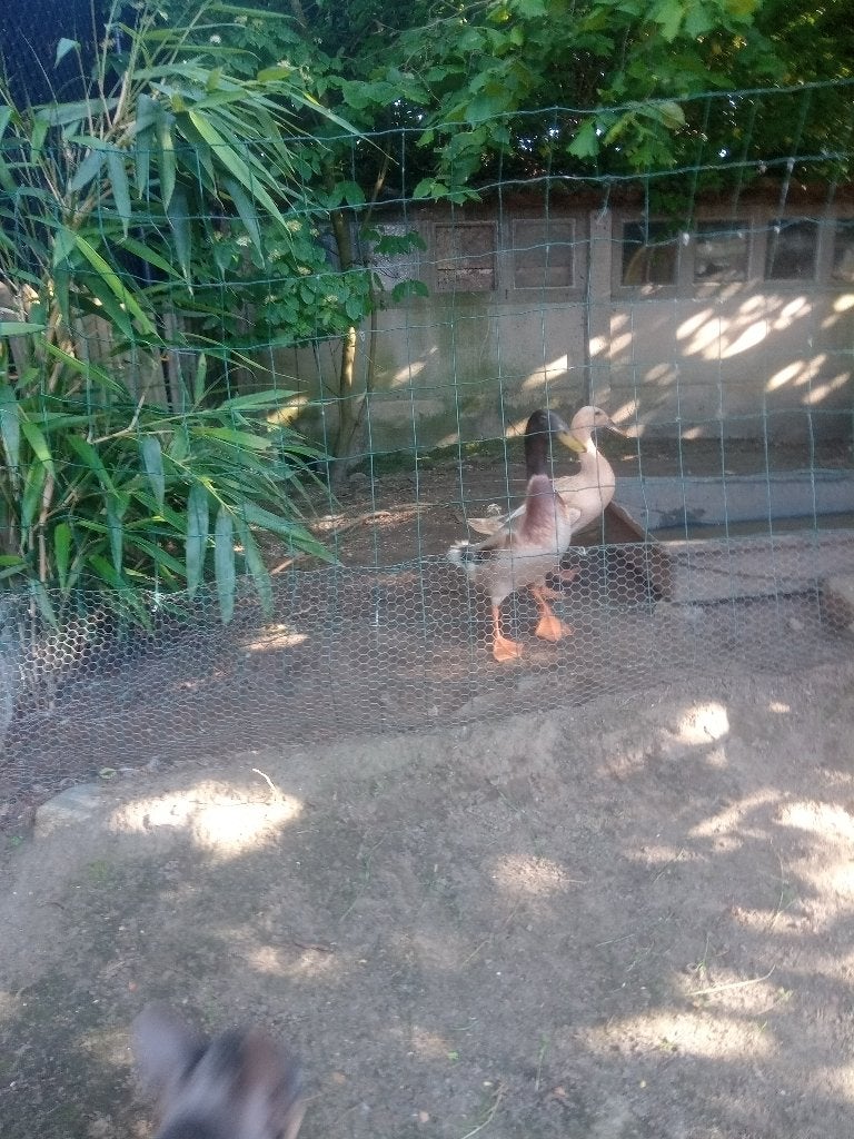 loopeenden, Dieren en Toebehoren, Pluimvee, Meerdere dieren, Eend