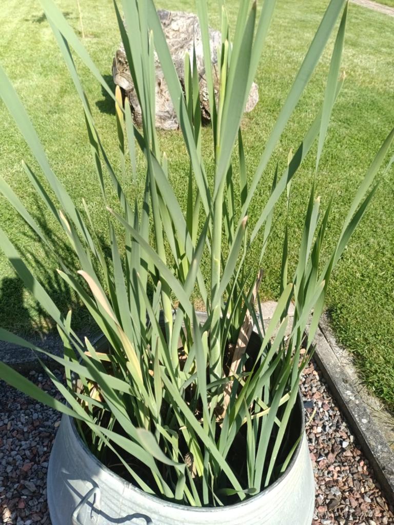 Sigaren plant ( ongeplant ), Tuin en Terras, Ophalen