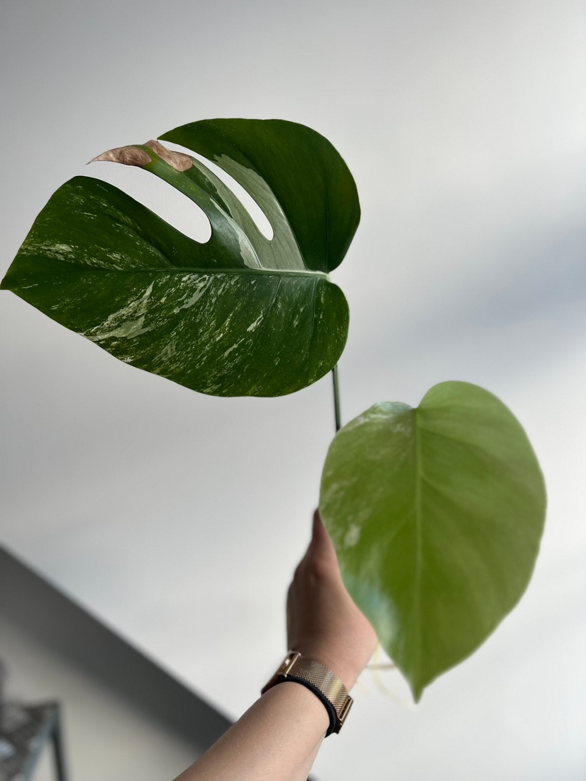 Monstera variegata stek, Maison & Meubles, Enlèvement