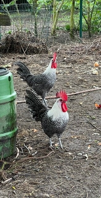 2 mooie hanen  campine, Dieren en Toebehoren, Mannelijk, Kip
