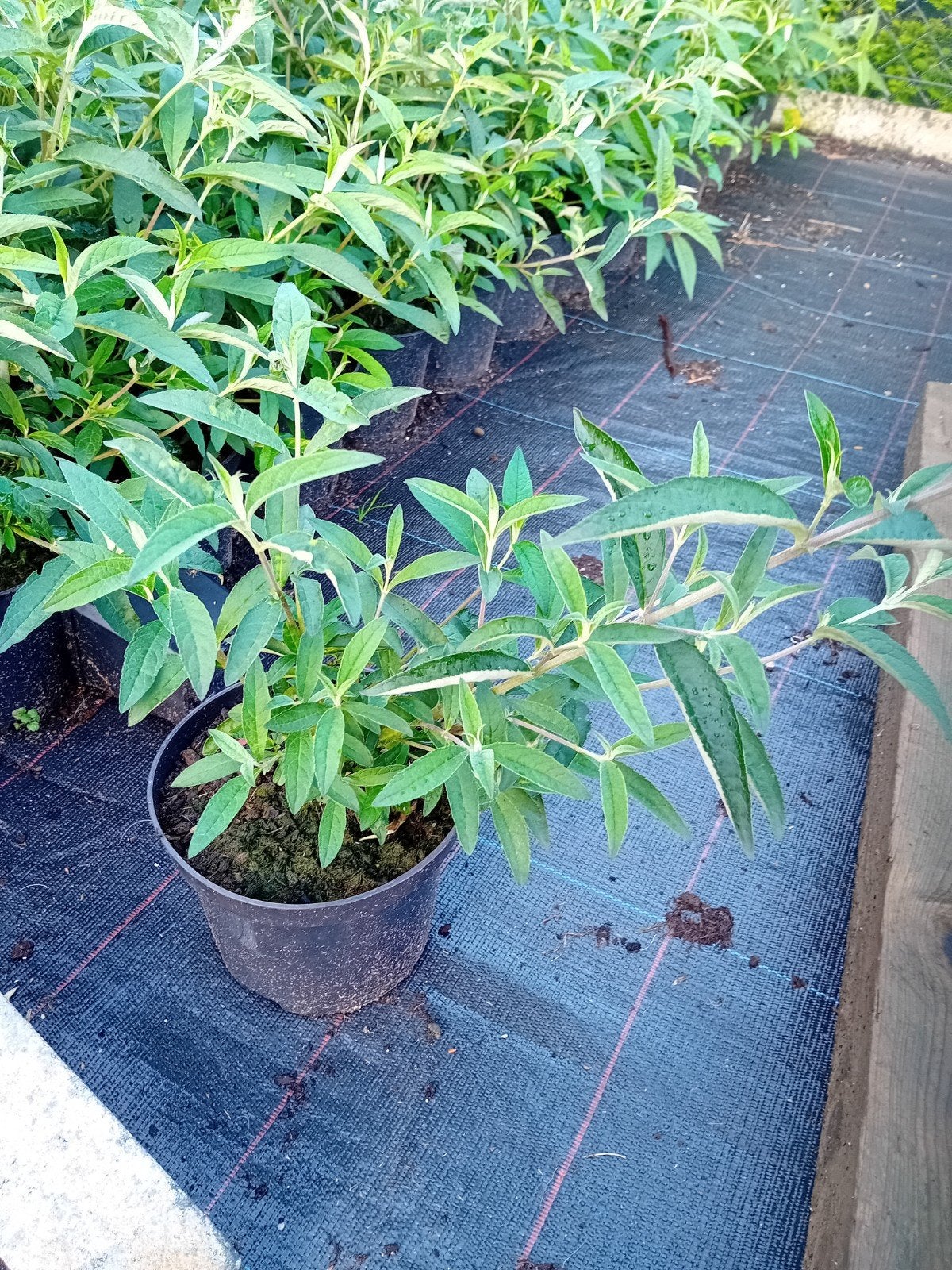 Buddleja Davidii Empire Blue, Tuin en Terras, Planten | Tuinplanten, Ophalen