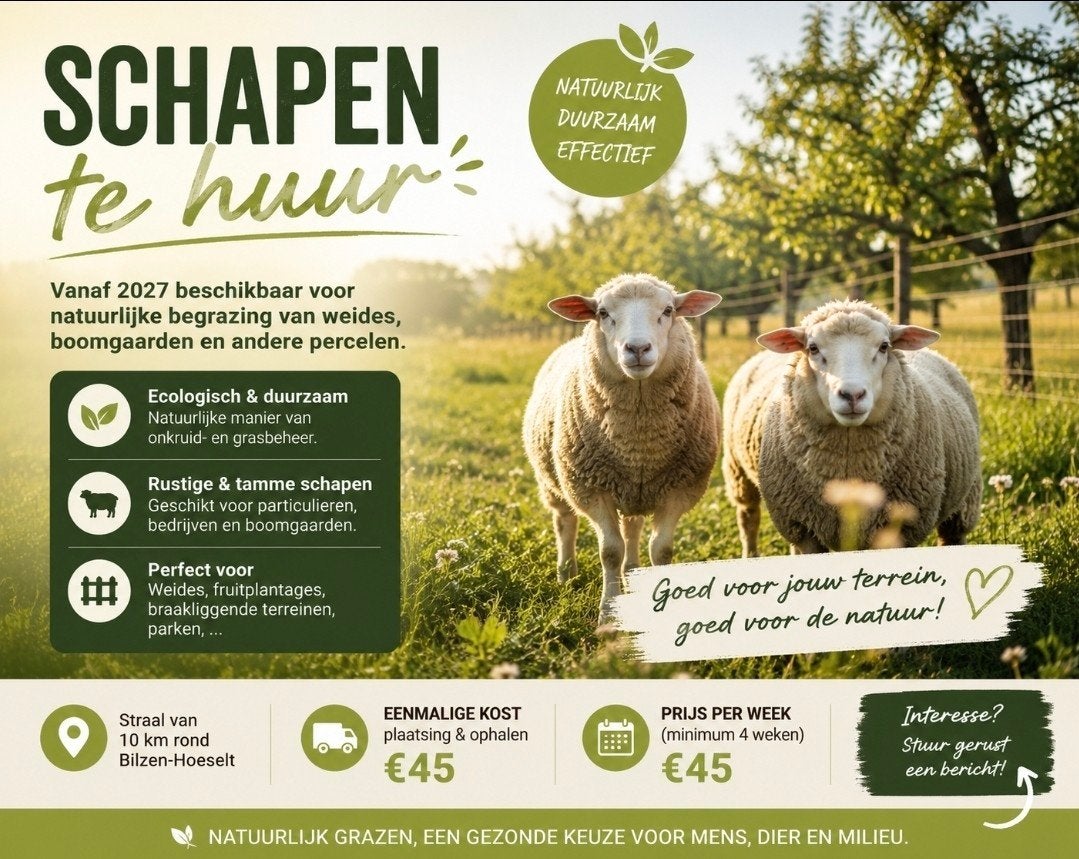 Schapen te huur vanaf mei 2027-natuurlijke begrazing