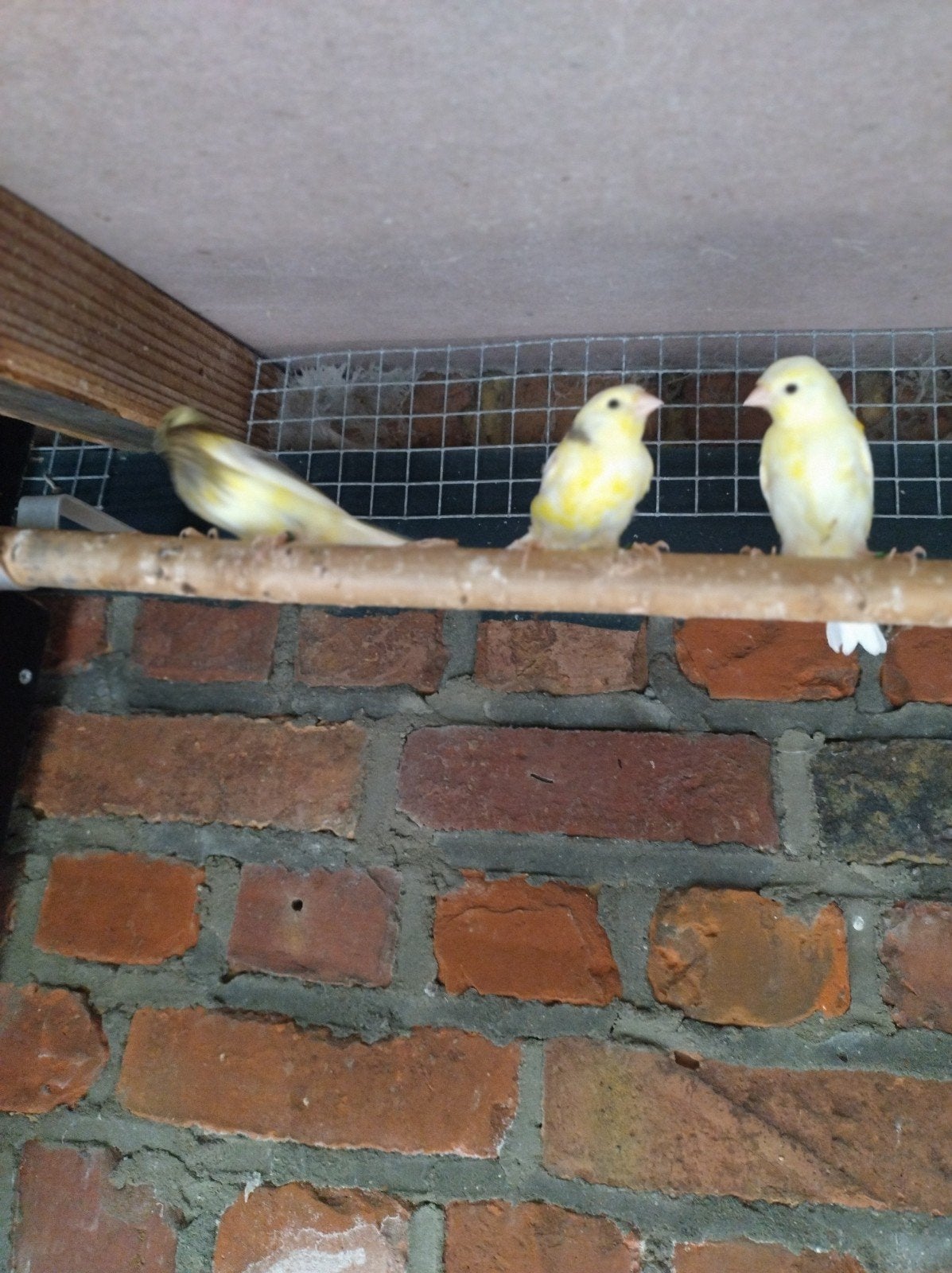 harzer kanaries, Dieren en Toebehoren, Vogels | Kanaries