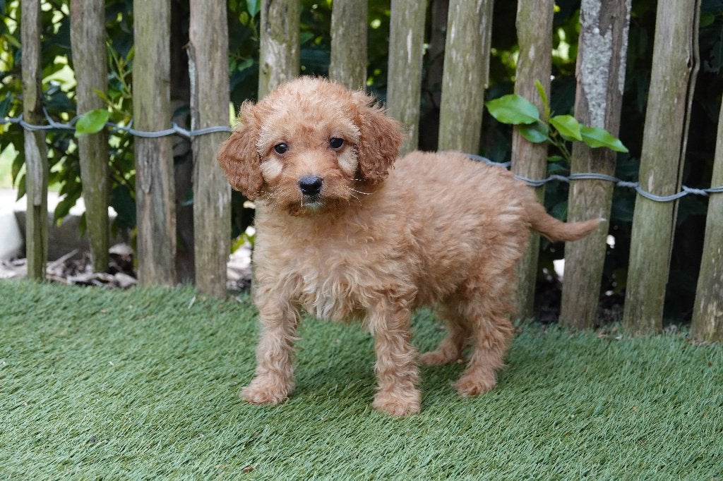 Prachtige Cavapoo pups (abrikoos/rode en abrikoos), Parvo, België, Overige rassen, 8 tot 15 weken