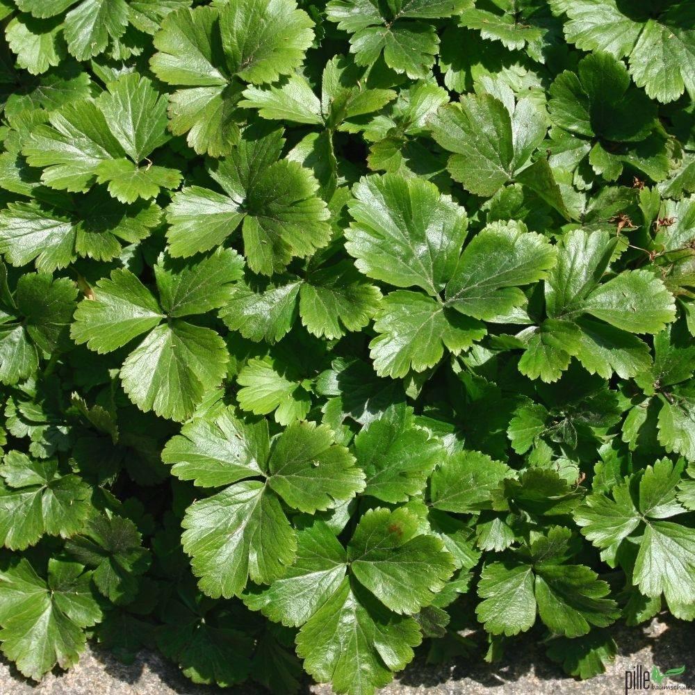 Waldsteinia ternata (groenblijvende bodembedekker), Tuin en Terras, Ophalen, Vaste plant, Bodembedekkers, Halfschaduw