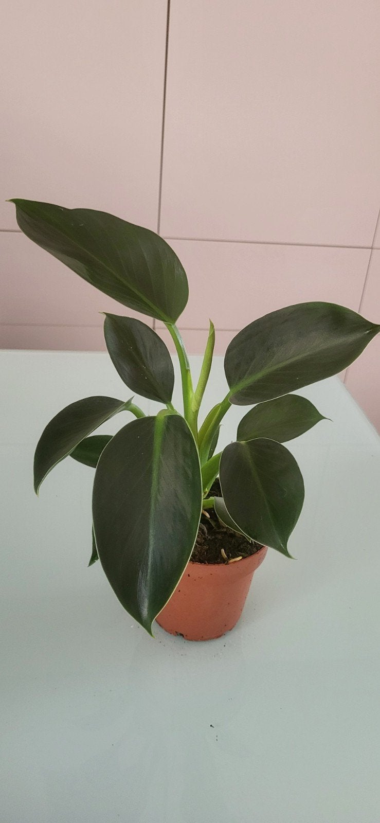 Philodendron, Maison & Meubles, Plantes d'intérieur, Enlèvement