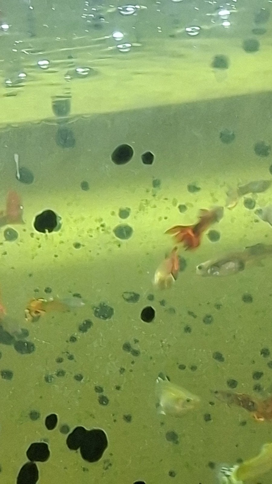 DRINGEND GRATIS guppies en 2 plecos moeten DRINGEND WEG, Poisson, Poisson d'eau douce, Banc de poissons