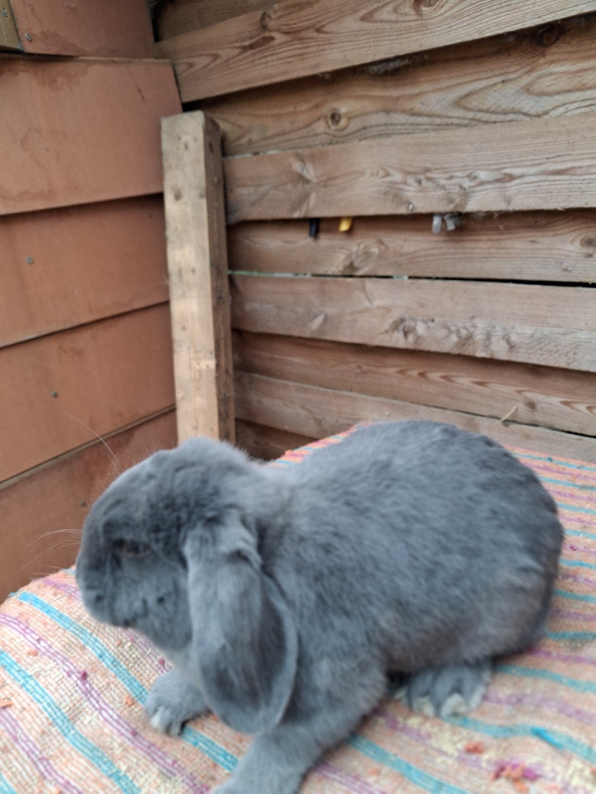 ndh dwerghangoor ram zes maanden 10 €, Dieren en Toebehoren