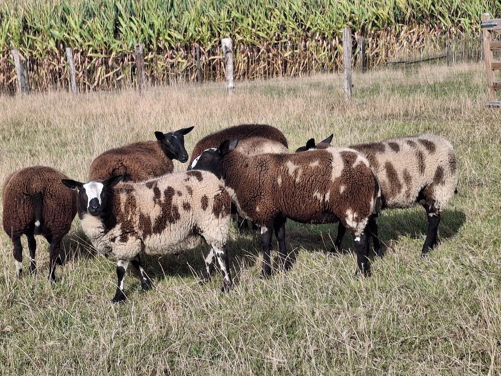 Schapen, Dieren en Toebehoren, Schapen, Geiten en Varkens, Vrouwelijk, Schaap, 0 tot 2 jaar