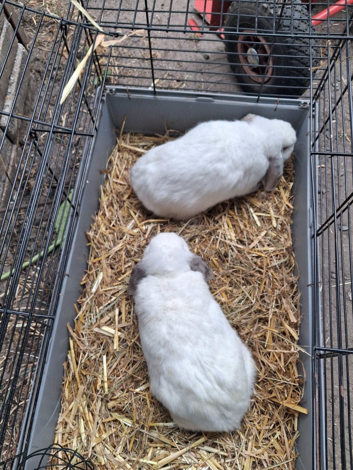 Dwerghangooren moeder en dochter kleur rus, Dieren en Toebehoren, Konijnen