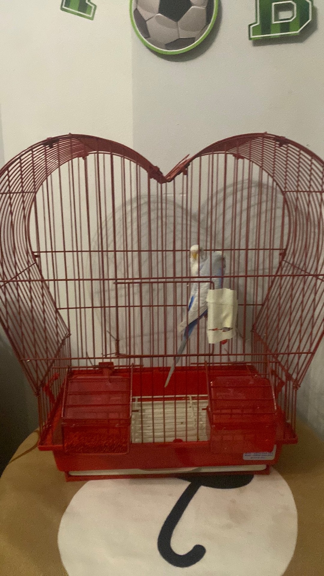 Couple de Perruche ondulé a vendre sur brussel, Animaux & Accessoires