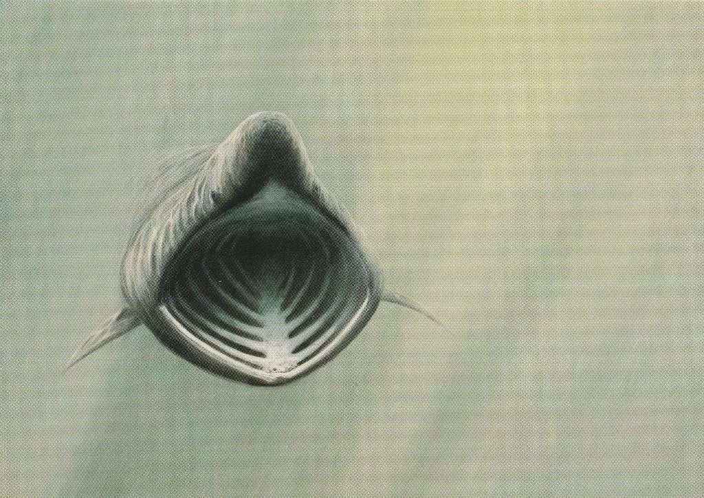 REUZENHAAI, Collections, Cartes postales | Animaux, Envoi, Non affranchie, Animal aquatique