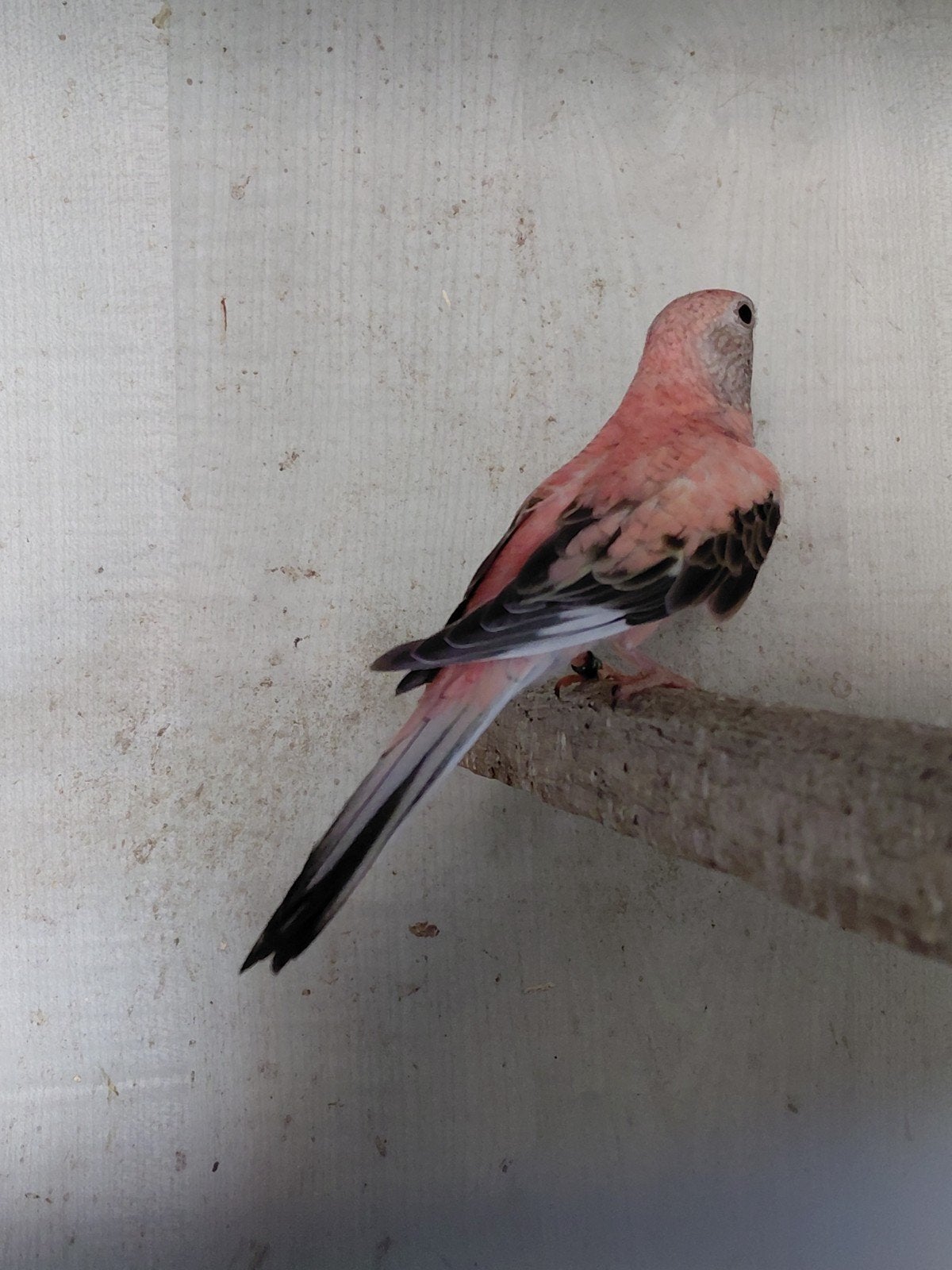 0-1 Opaline /Pale Fallow, Dieren en Toebehoren, Vrouwelijk, Parkiet, Geringd