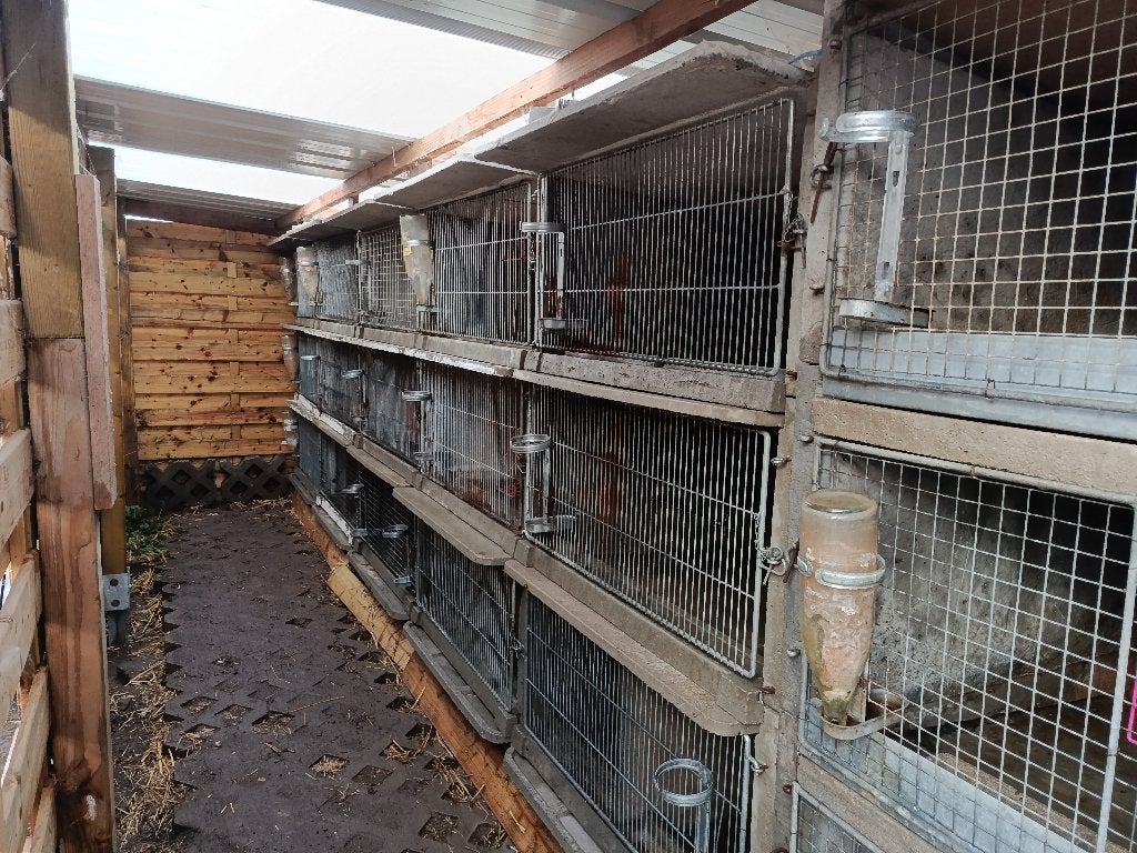 Betonnen Konijnenhokken, Dieren en Toebehoren