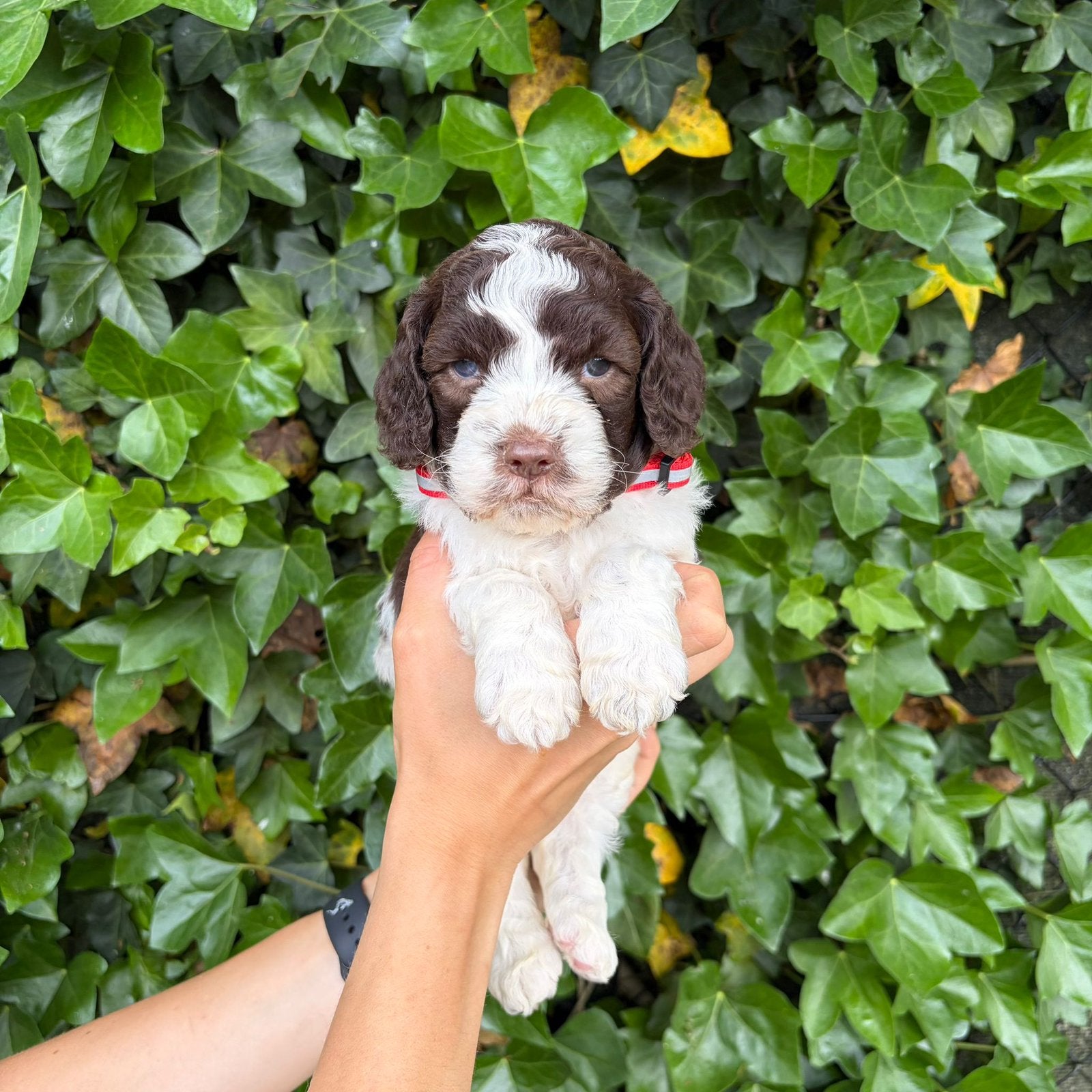 Lagotto Romagnolo - chiots chiens d'eau italiens, Autres races, Plusieurs, Belgique, Plusieurs animaux