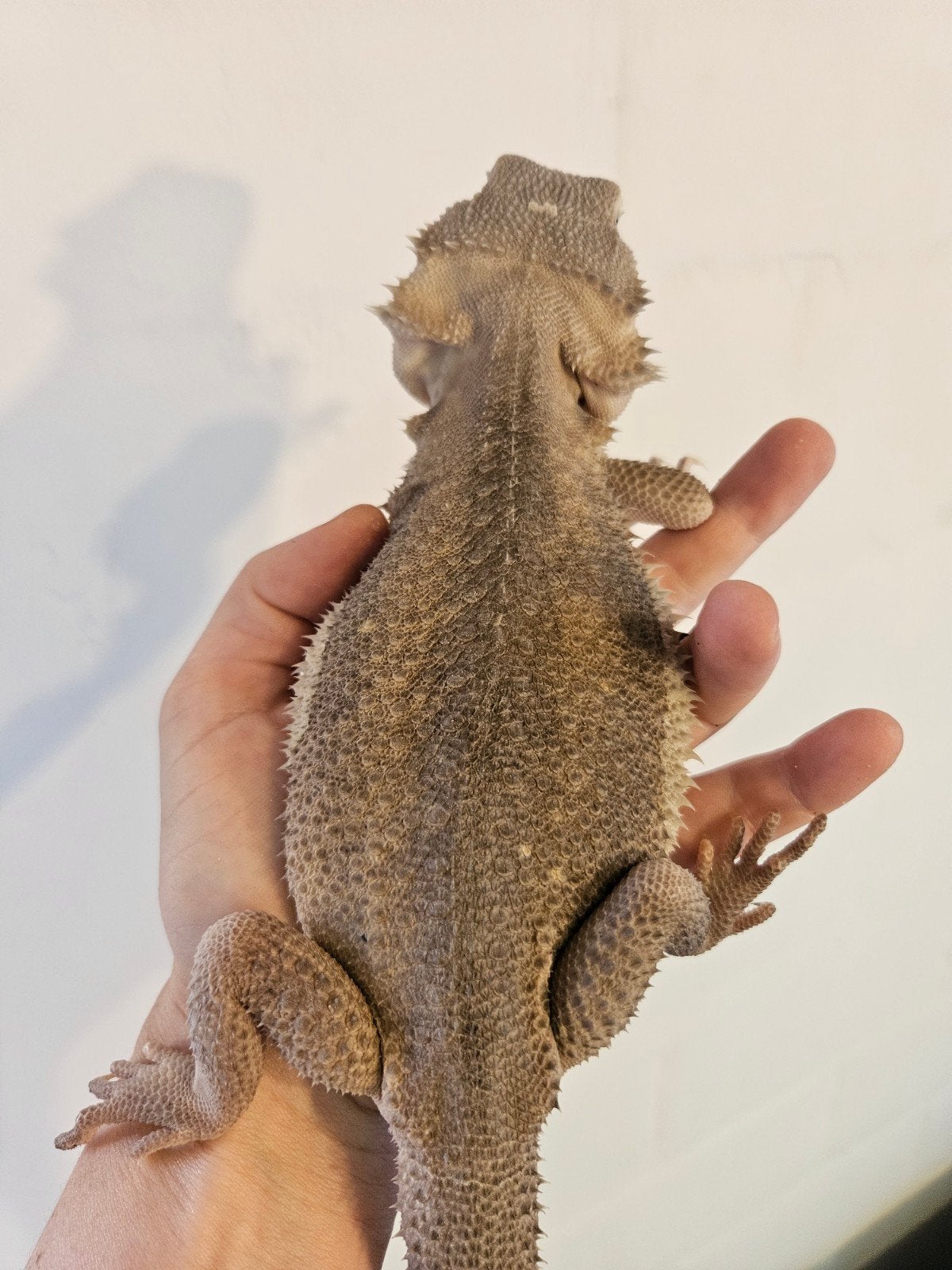 baardagaam, Animaux & Accessoires, Lézard, 3 à 6 ans