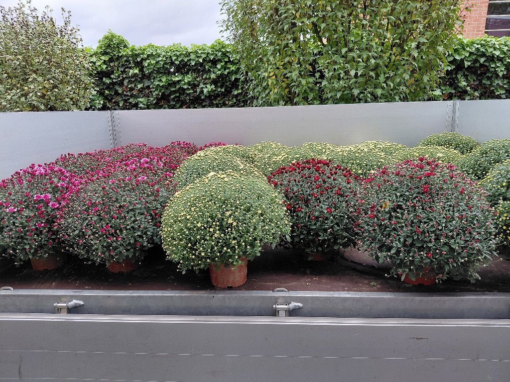 Chrysanten in kleuren, Ophalen