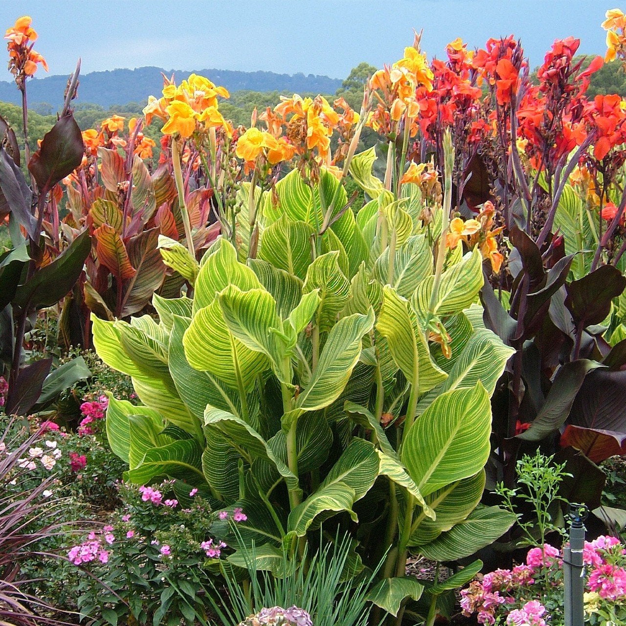 Canna tropicanna Gold voor tuin, kuip, pot, vijver, moeras, Tuin en Terras, Planten | Tuinplanten, Vaste plant, Overige soorten