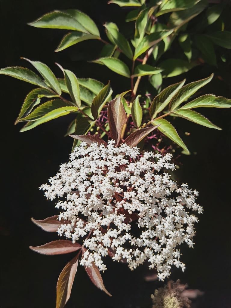 Sambucus nigra "Milk Chocolate"  - sureau noir 3m50, Jardin & Terrasse, Plantes | Arbustes & Haies, Enlèvement, Autres espèces