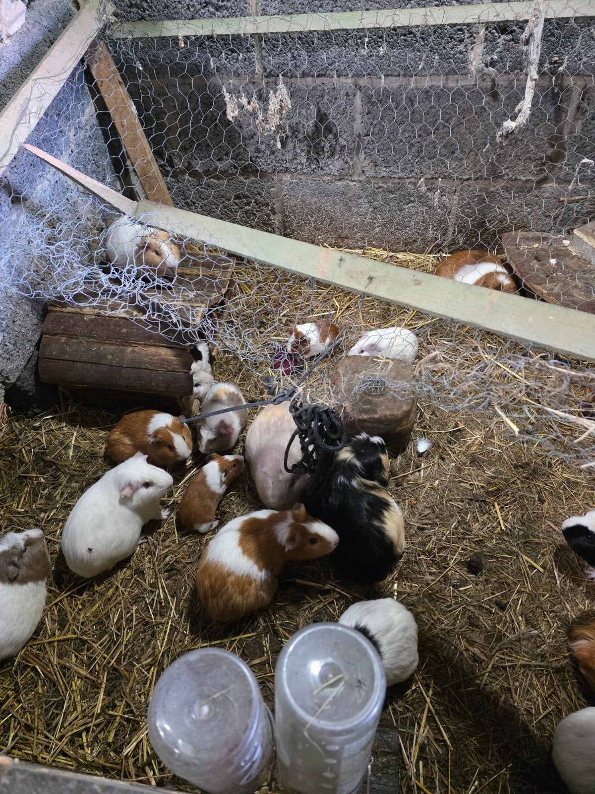 cavia, Dieren en Toebehoren, Augustus, Meerdere dieren, Cavia