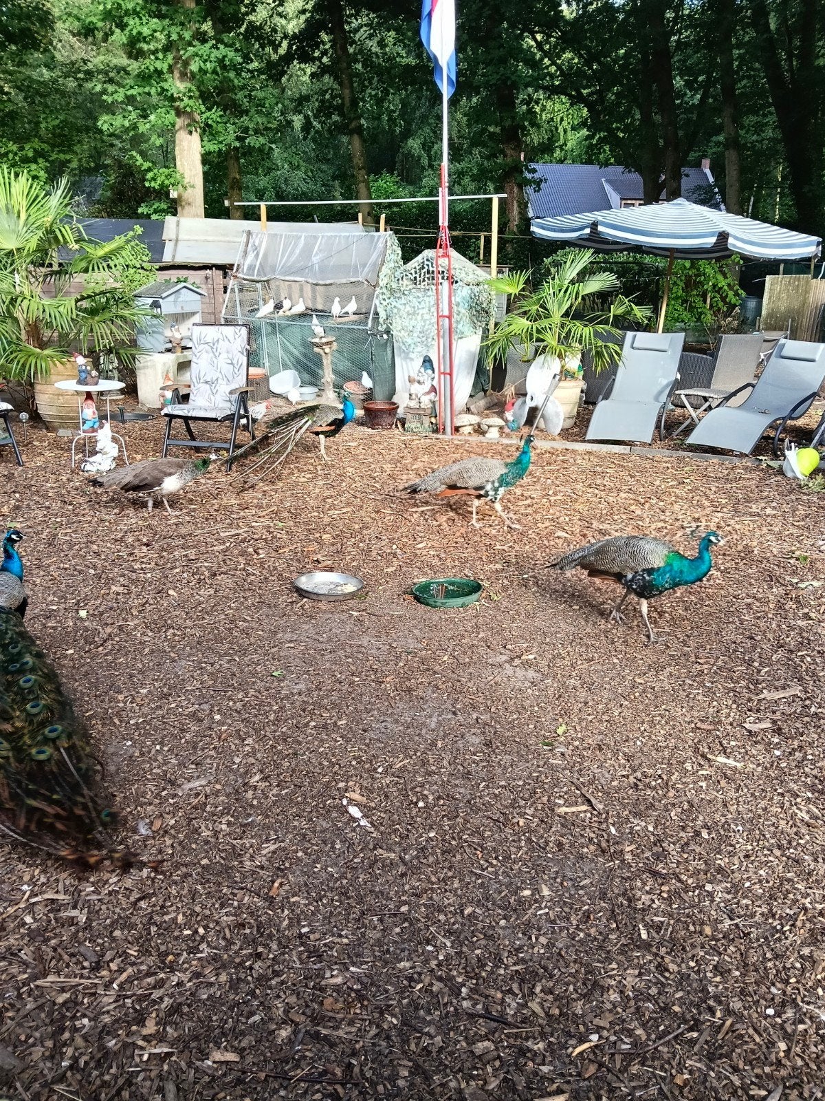 Pauwen, Dieren en Toebehoren