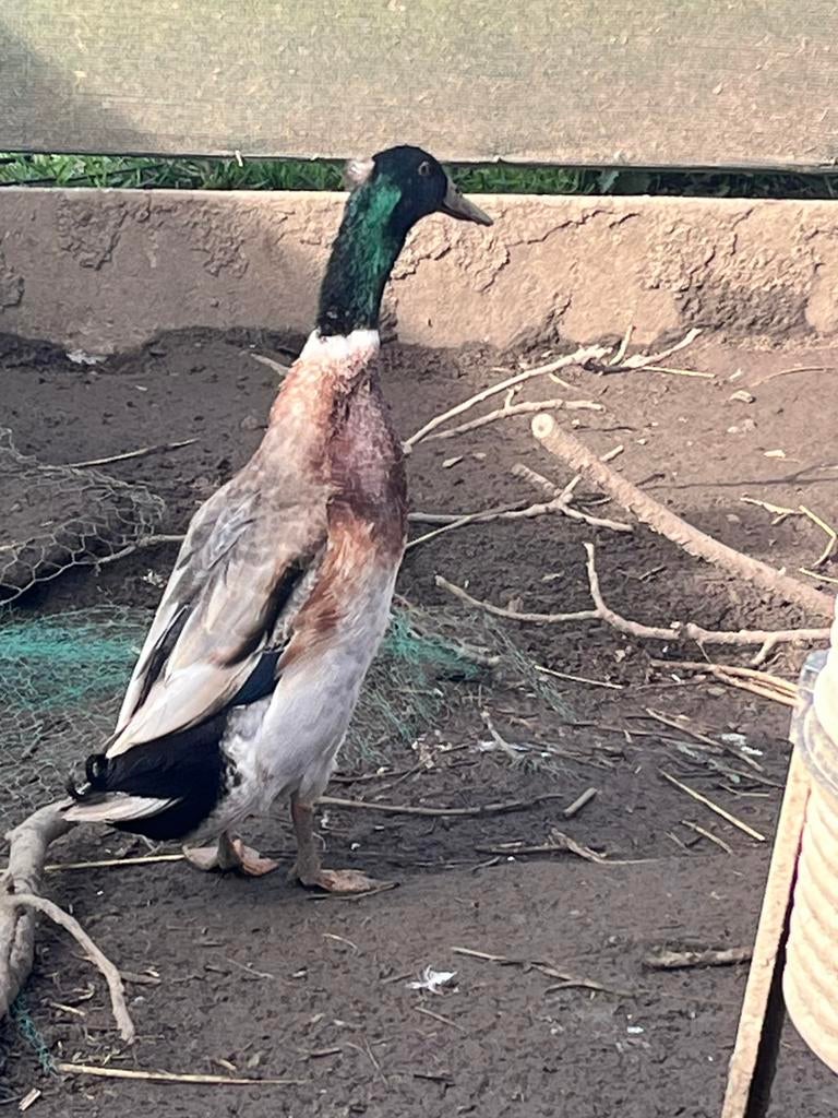 Loopeend woerd met mini kuifje, Dieren en Toebehoren, Pluimvee